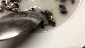 Смывы пчел на клеща (мой способ)