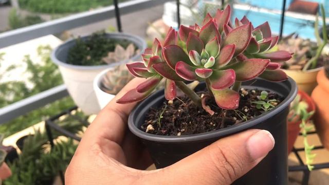 Pulvinata rubi Echeverría devotion cuidados y ubicación en el jardín 🪴 смотреть онлайн