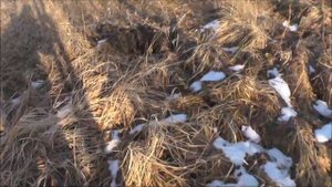 Загонная охота. Охота на лису загоном. Начинающий охотник )) Auf den Fuchs. Anfänger Jäger