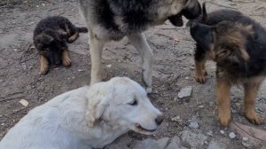 ЩЕНКИ VS ОГРОМНЫЙ РЭЙ. Щенки Немецкой овчарки и ВЕО.
