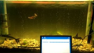 Контроллер для светодиодов рассвет-закат