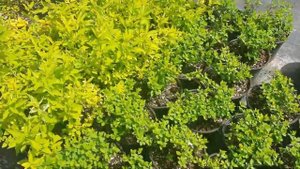 Посетим 5 мая садовый центр г.Краснодар ул.40лет Победы. #садовыйцентр #краснодар