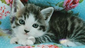 Воспитание маленького котенка
