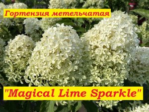 Гортензия метельчатая Мэджикал Лайм Спаркл Hydrangea paniculata Magical Lime Sparkle