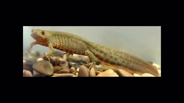 ЖИВОТНЫЕ ИЗ КРАСНОЙ КНИГИ смотреть онлайн