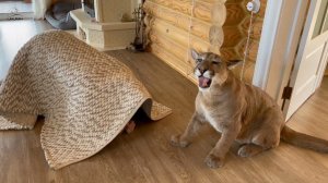 Пума Месси и новое испытание от Саши! Ох, уж эта весёлая парочка!