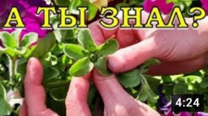 ПЕТУНИЯ: как собрать семена????