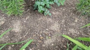 Обзор сада в июне. Первая волна цветения роз. Любимый сад цветет и преображается.Мой уход за садом.