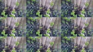 РАЗМНОЖЕНИЕ СМОРОДИНЫ ЧЕРЕНКАМИ в ВОДЕ - САМЫЙ ПРОСТОЙ и ЭФФЕКТНЫЙ СПОСОБ