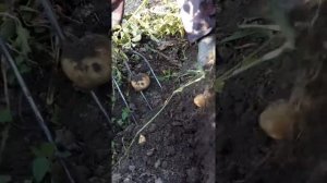 Сорт картофеля Кемеровчанка