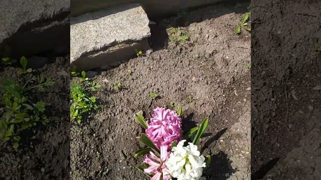 Нарешті розквітли тюльпани! Квітники. Пасіка.22.04.2023 смотреть онлайн