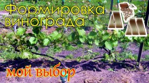 ? Мой выбор формировки винограда