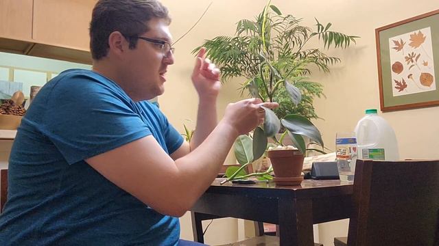 How to Propagate Silver Sword Philodendron ✂️🌿 смотреть онлайн