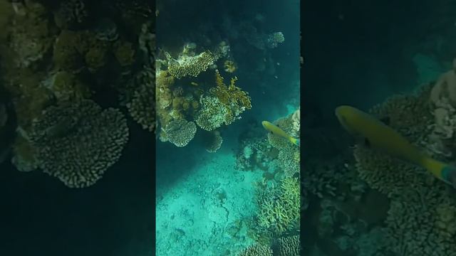 Egypt. Snorkeling with fish in the Red sea at Sharm-El-Sheikh.А теперь за рыбами!Рифы Красного моря