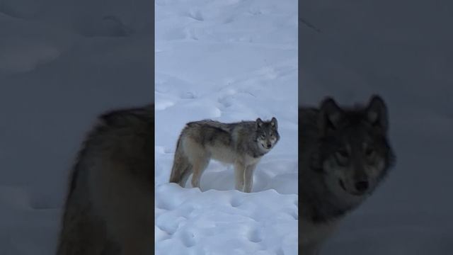 A member of the Rescue Creek wolf pack close to sunset near Elk Creek. Yellowstone National Park.