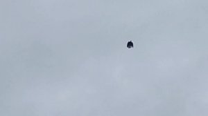 Голуби Донбасса +79591146061 вотсап