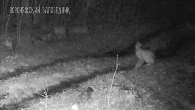 Жив. Цел. Рысь смотреть онлайн