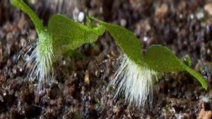 Размножение папоротников — схема и описание