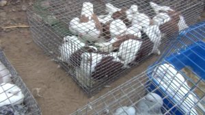 1. Ярмарка голубей в Самаре  2014г. Олег Костяков