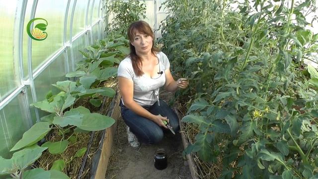 Вершинная гниль на томатах и перцах. Причины и лечение смотреть онлайн