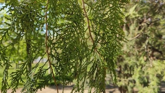 XIAOMI POCO X3 PRO 3 ДНЯ СПУСТЯ ► Радовался Сяоми как ребенок, но не долго! Плюсы и минусы! смотреть онлайн