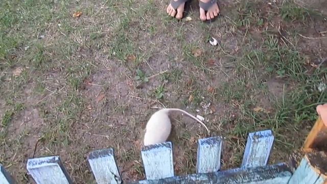 Крыса на прогулке. смотреть онлайн