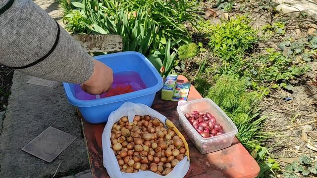 Обработка лука севка от болезней перед посадкой в грунт. смотреть онлайн