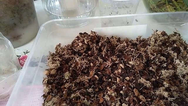 Разные субстраты для Орхидей. А нужно ли ?! Пересадка в мох!