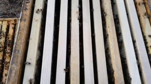 Результат постановки третьего магазина на Иву