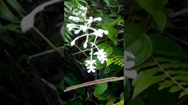 Calanthe triplicata insitu