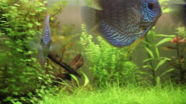 40 Gallon Breeder Planted Discus Tank смотреть онлайн