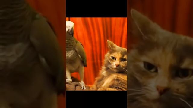 #котик #домашниеживотные #кошки #окошках