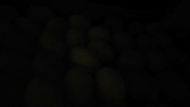 19 день инкубации. Последнее овоскопирование. смотреть онлайн