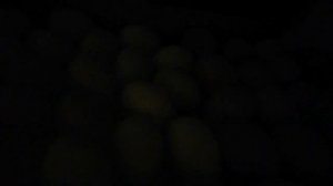 19 день инкубации. Последнее овоскопирование.