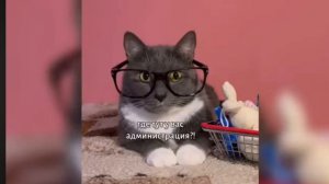 Если бы котики ходили в школу все серии про магазин