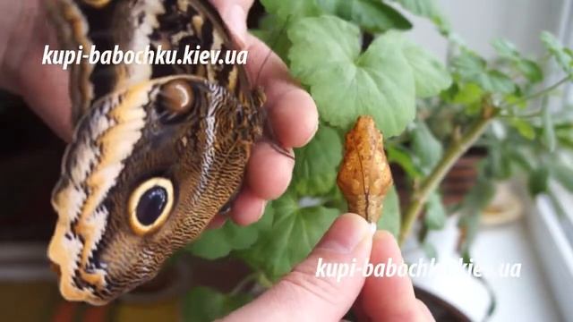 бабочка и куколка Калиго Атрей (Caligo Atreus) смотреть онлайн