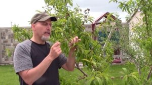 How To Thin Peaches: To improve fruit size and sweetness