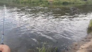 Ловля окуня на микроджиг с берега в жару летом