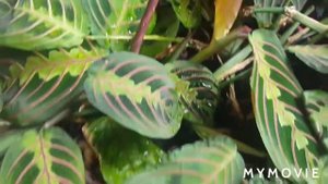 Как цветет маранта? Домашние цветы.