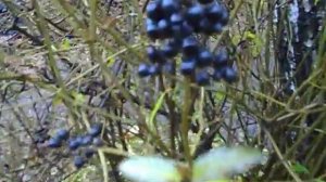 Куст черных ягод