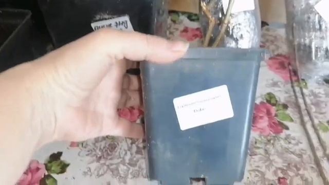 Гортензии от Растим цветы шаг за шагом.