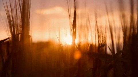 Смотреть видео онлайн