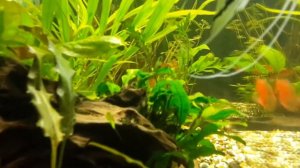 АКВАРИУМ ДОМА .140 Литров