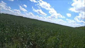 Оз.пшеница посеянная сеялкой "Гуамка"  2019 - 2020г