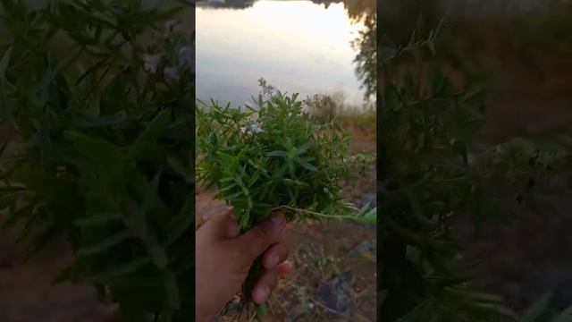 Оказывается у нас растёт чабрец ?