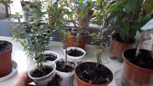 #Комнатный гранат(карликовый) Плод любви. Уход, содержание.