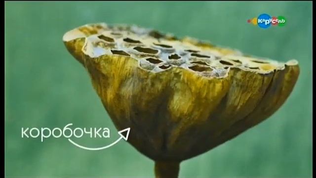 Лотос орехоносный смотреть онлайн