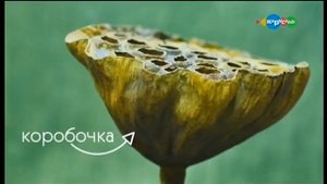 Лотос орехоносный