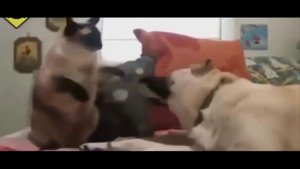 Смех и Слёзы Кошачий Обзор 1