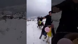 Туй дар точикистон